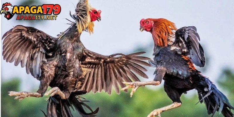 Đại Giáp Thần Kê