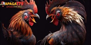 Gà 6 Cựa Thần Kê