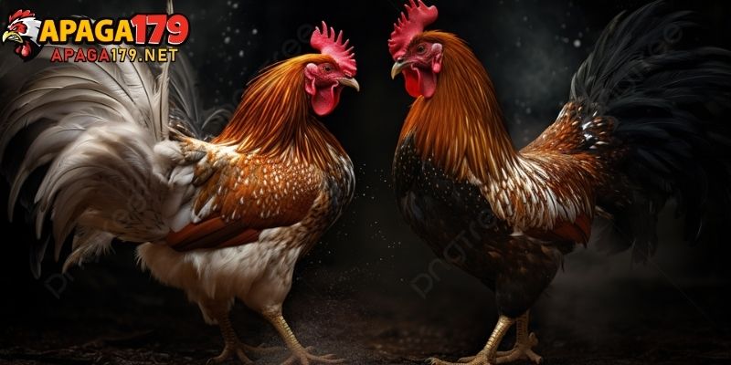 Gà 6 Cựa Thần Kê