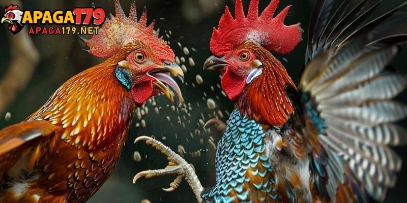 Gà 6 Cựa Thần Kê