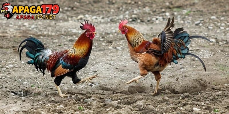 Gà Lão Kê Thần Đông