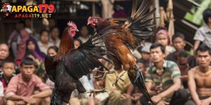 Gà Nhật Nguyệt Thần Kê