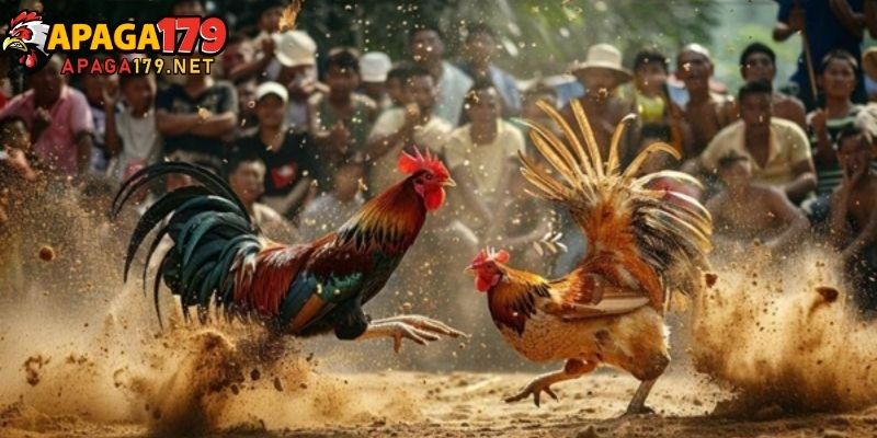 Gà Song Nhãn Thần Kê