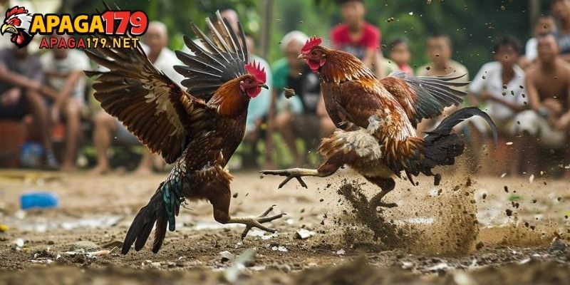 Gà Thần Kê Đoản Lưỡi