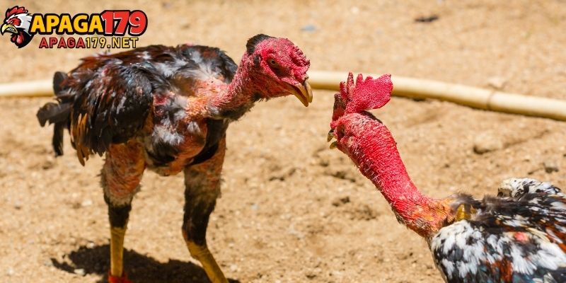 Gà vảy cá