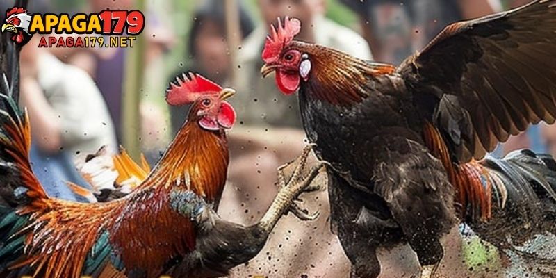 Giới thiệu Apaga179