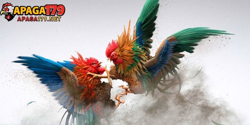 Giới thiệu Apaga179