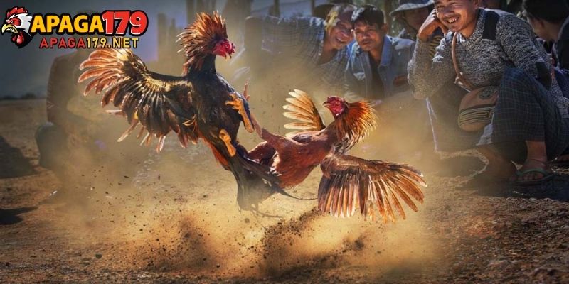 Khuyến Mãi apaga179