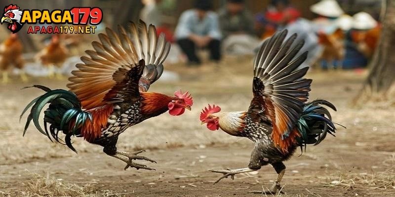 Khuyến Mãi apaga179