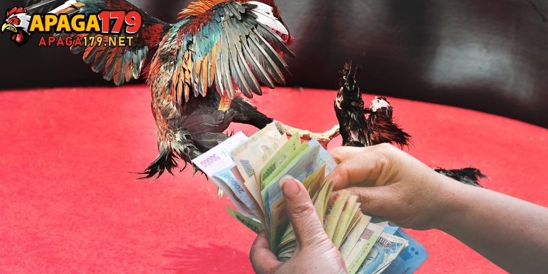 Đại lý Apaga179